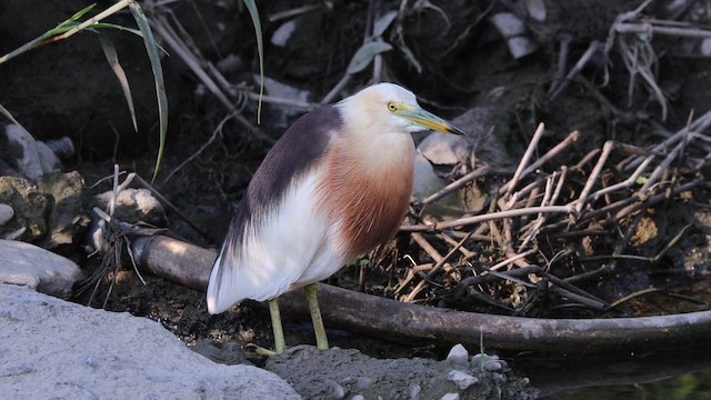 Javan Pond-Heron - ML620857376