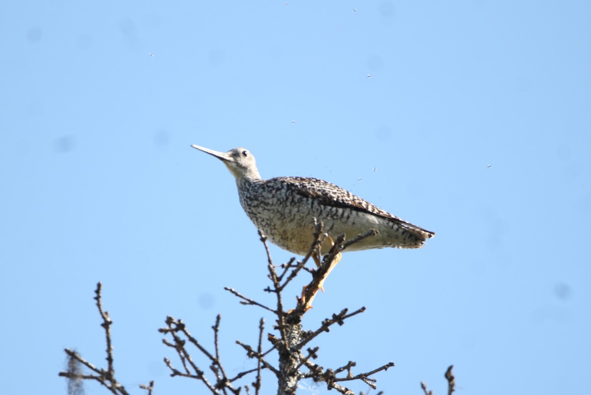 Greater Yellowlegs - ML620857381