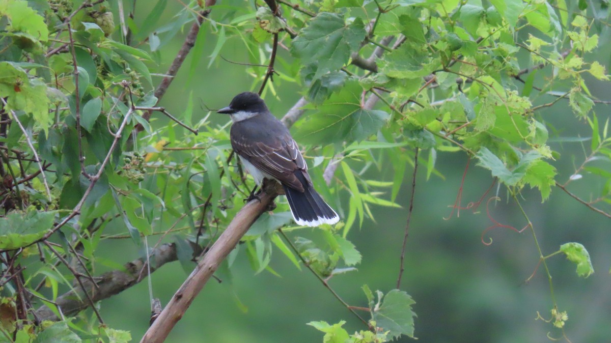 Eastern Kingbird - ML620857415