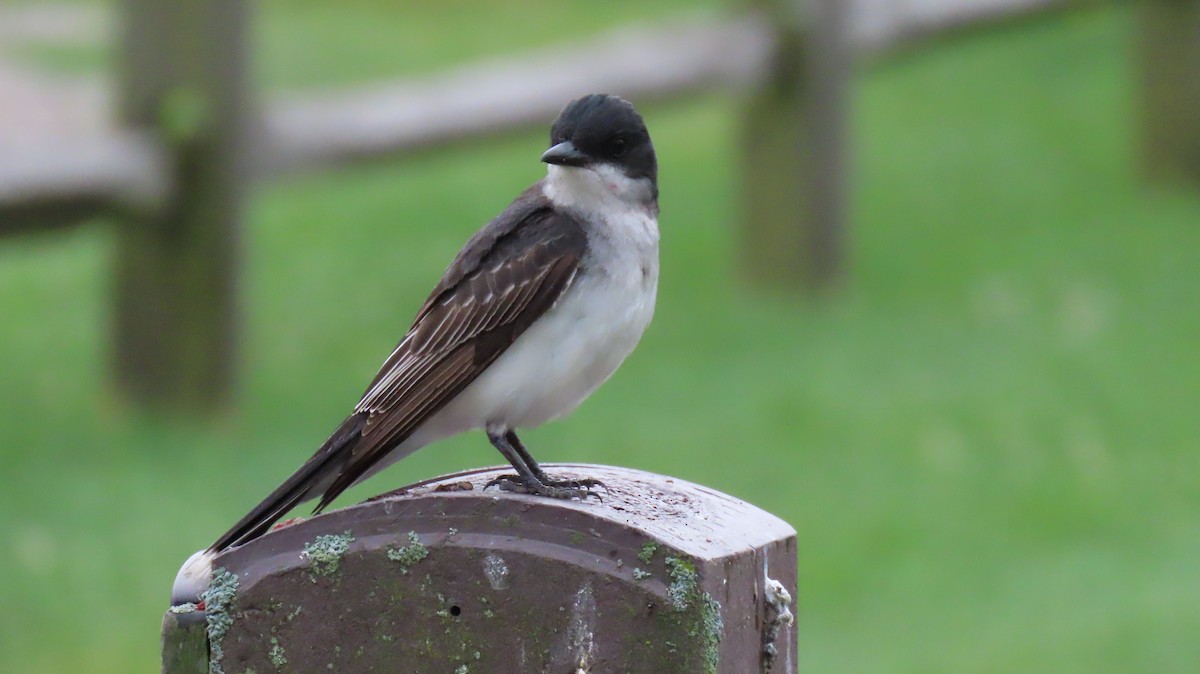 Eastern Kingbird - ML620857420