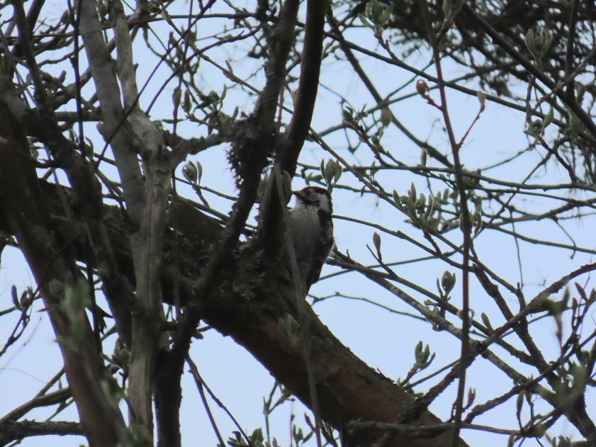 Lesser Spotted Woodpecker - ML620857432