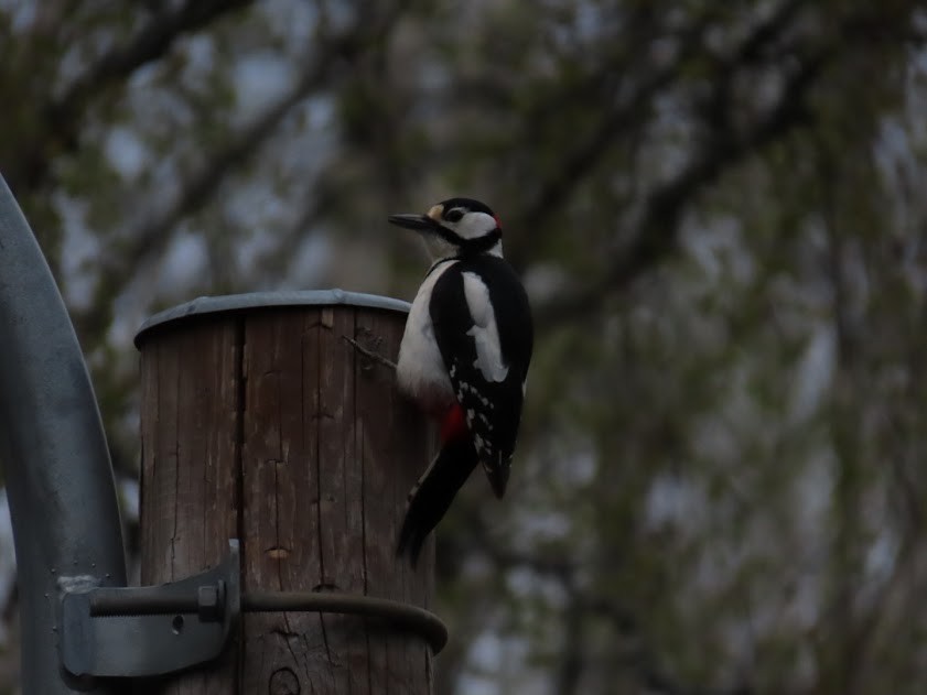 Great Spotted Woodpecker - ML620857436