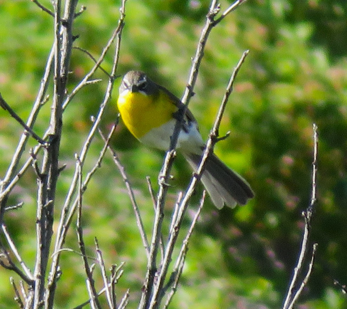 Yellow-breasted Chat - ML620857467