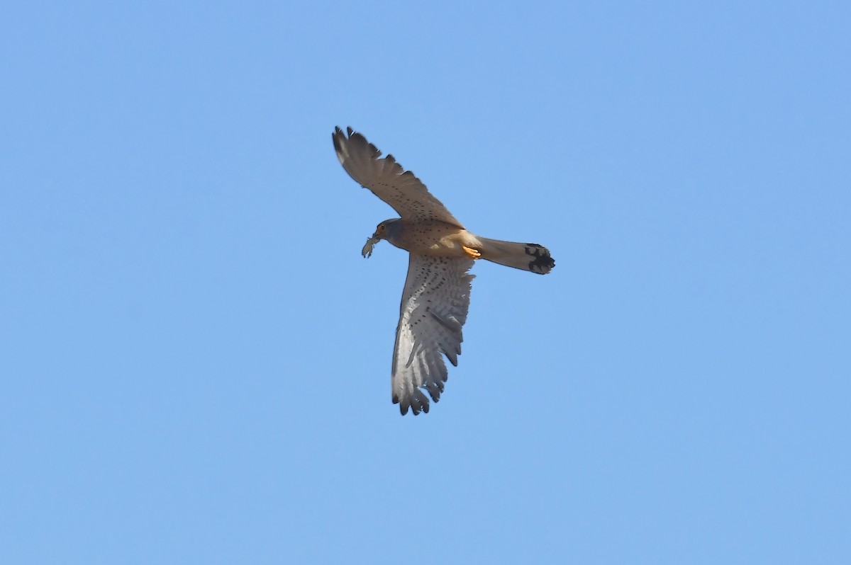 Lesser Kestrel - ML620857474