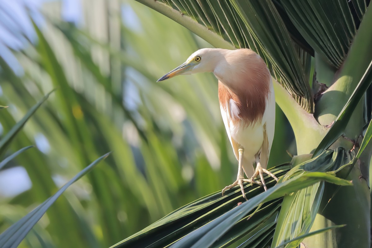 Javan Pond-Heron - ML620857478