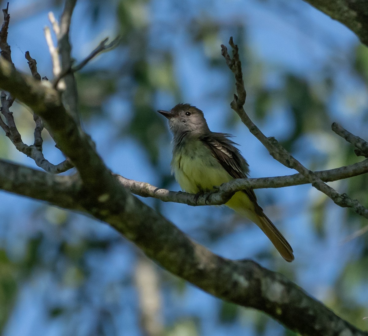 Great Crested Flycatcher - ML620857494