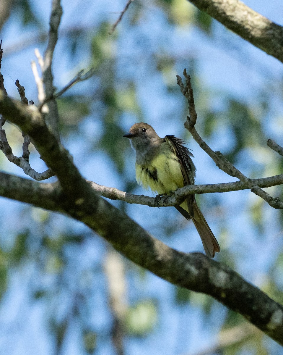 Great Crested Flycatcher - ML620857495