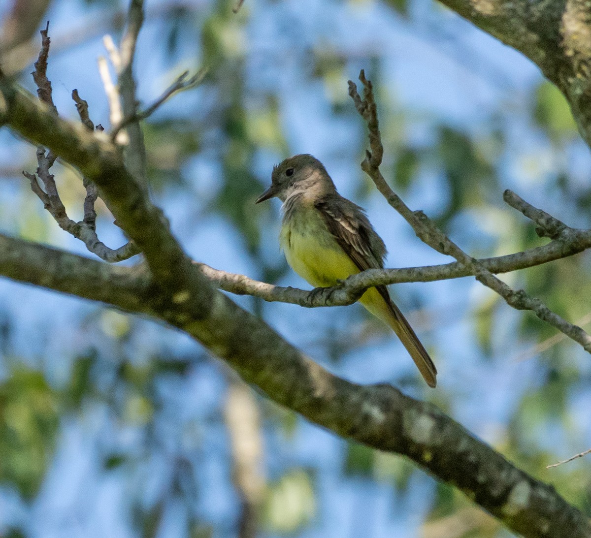 Great Crested Flycatcher - ML620857496