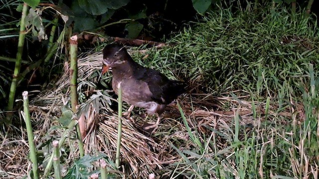 Rhinoceros Auklet - ML620857521