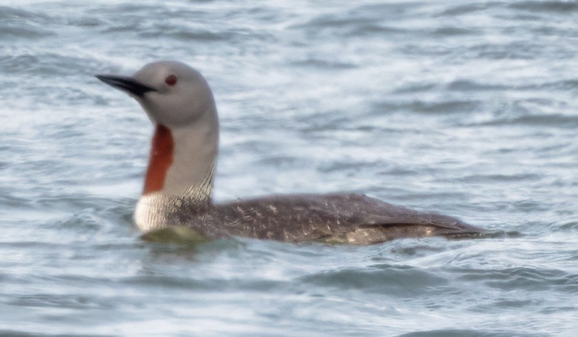 Red-throated Loon - ML620857540
