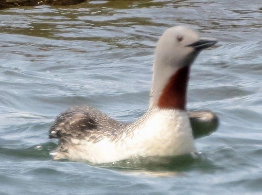 Red-throated Loon - Scott Young