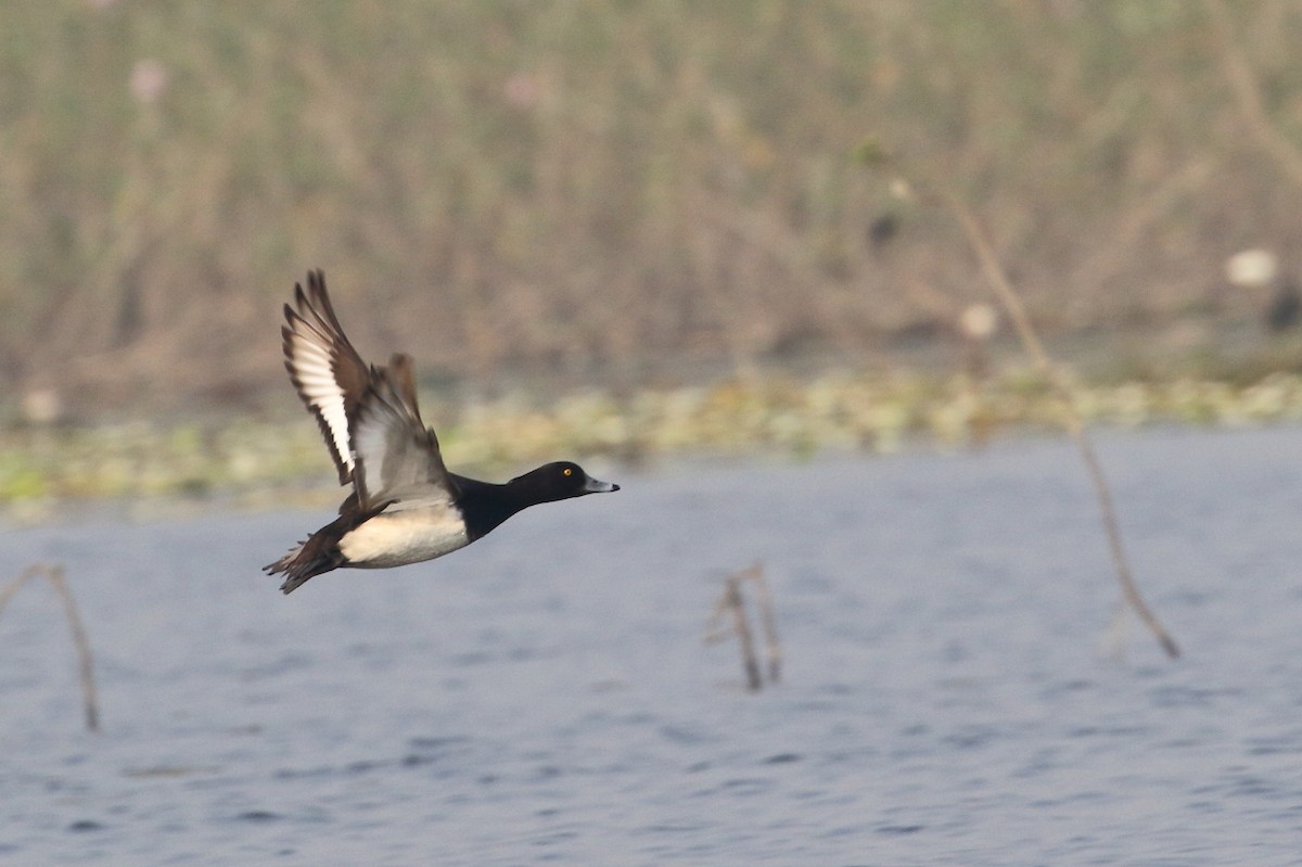 Tufted Duck - ML620857558