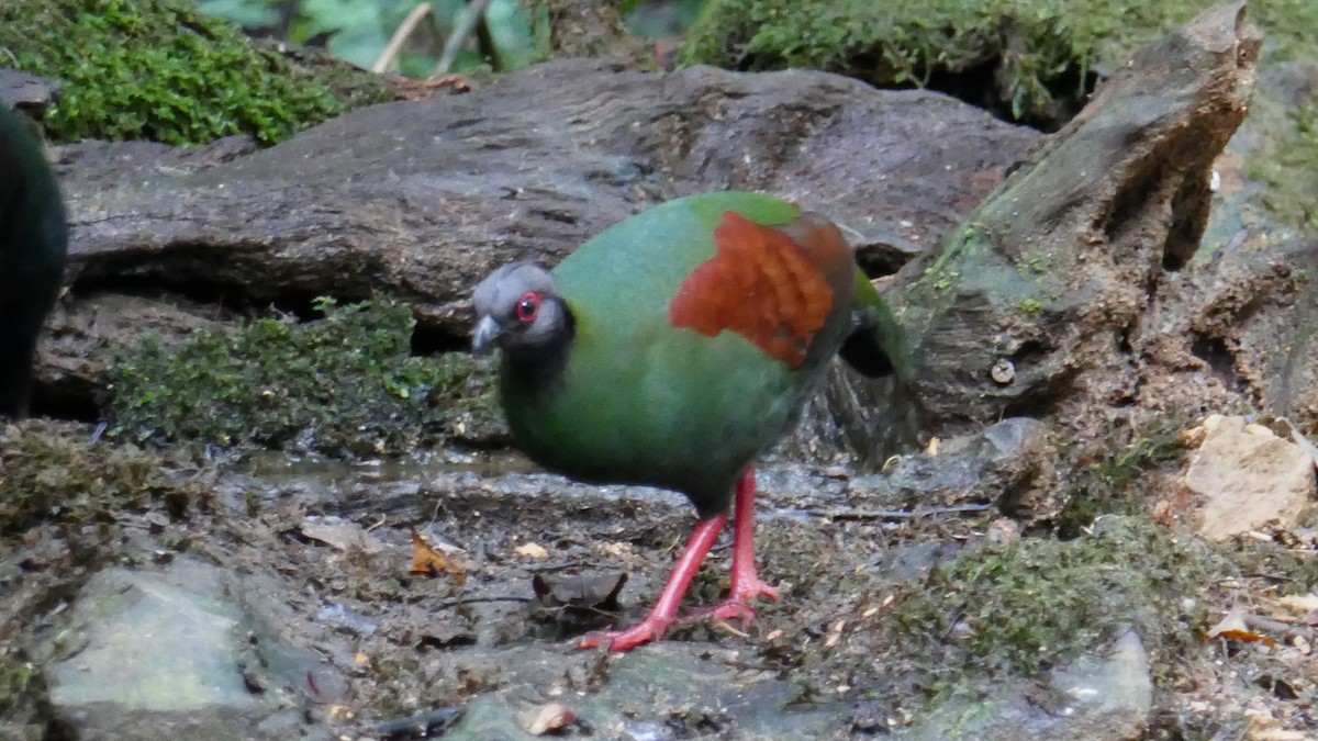 Crested Partridge - ML620857565