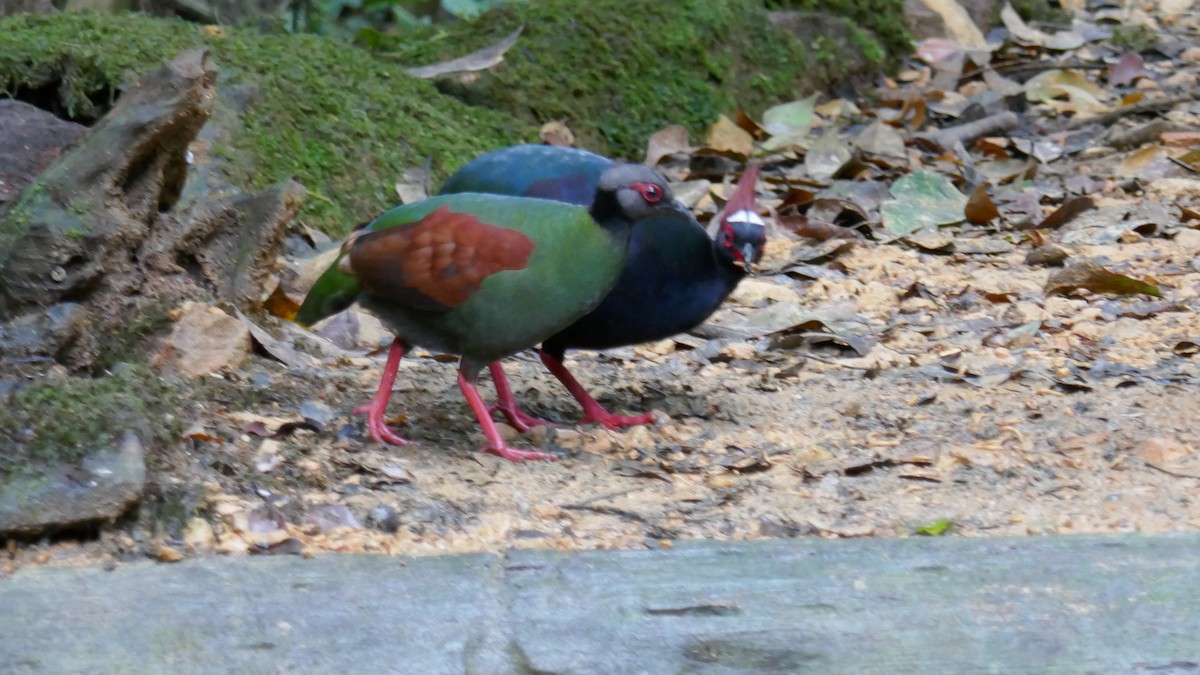 Crested Partridge - ML620857566