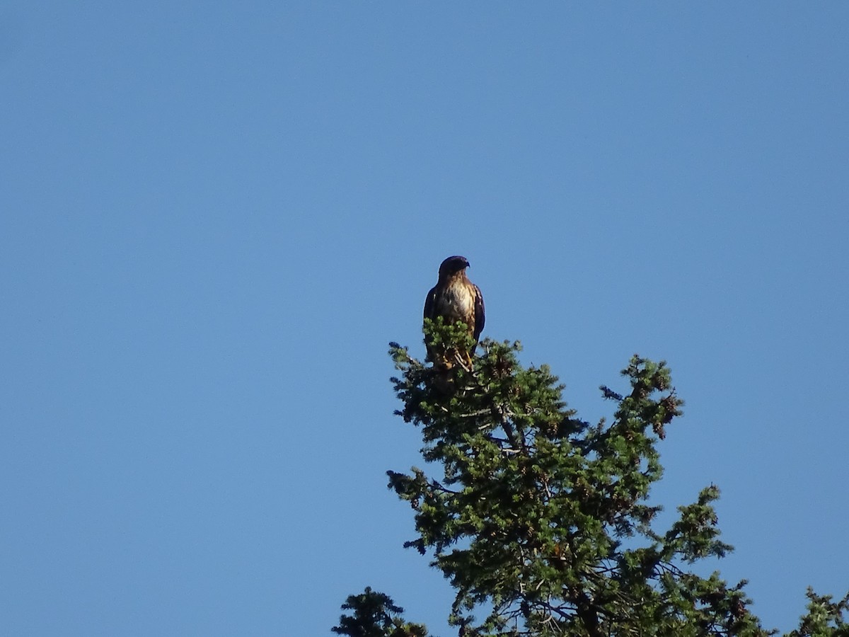 Red-tailed Hawk - ML620857584