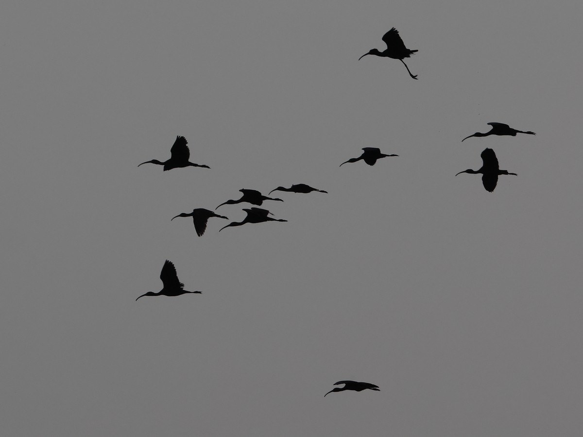 ibis hnědý - ML620857595
