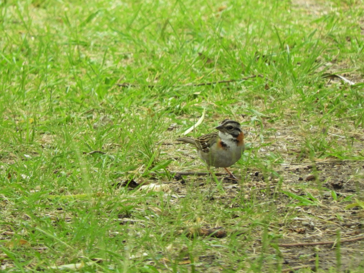 Rufous-collared Sparrow - ML620857597