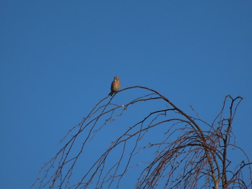 Eurasian Linnet - ML620857603