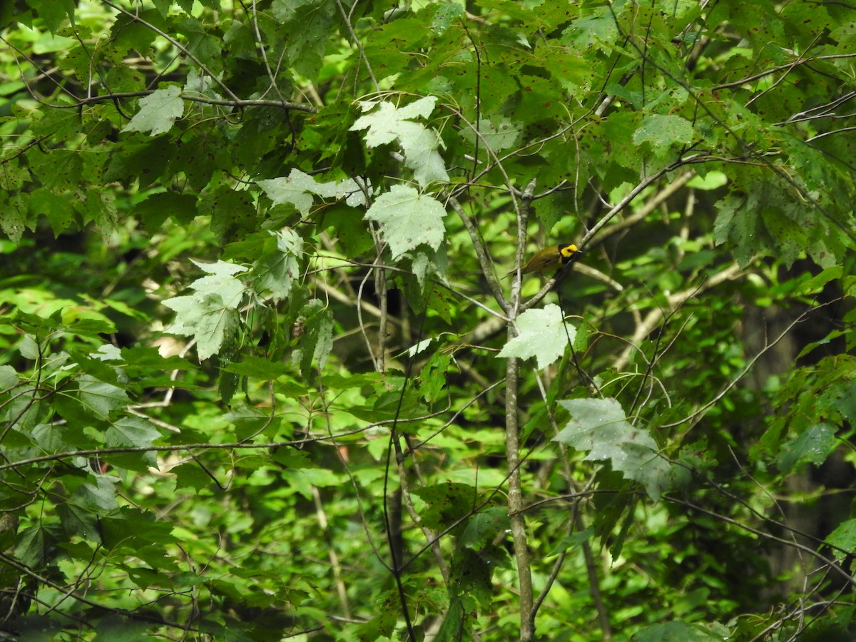 Hooded Warbler - ML620857629