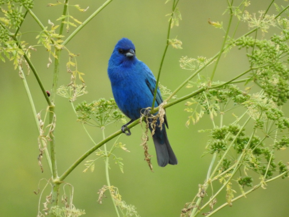 Indigo Bunting - ML620857644