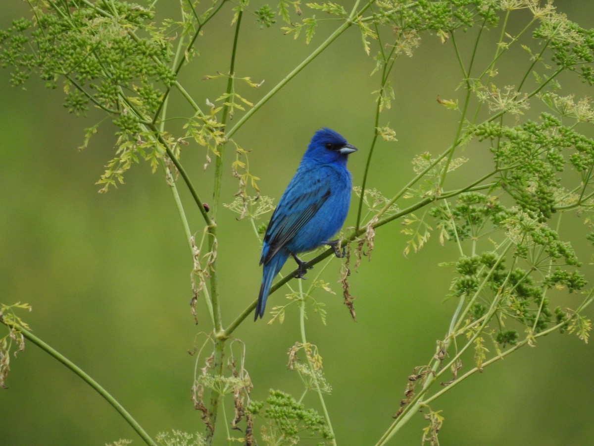 Indigo Bunting - Isaiah Craft