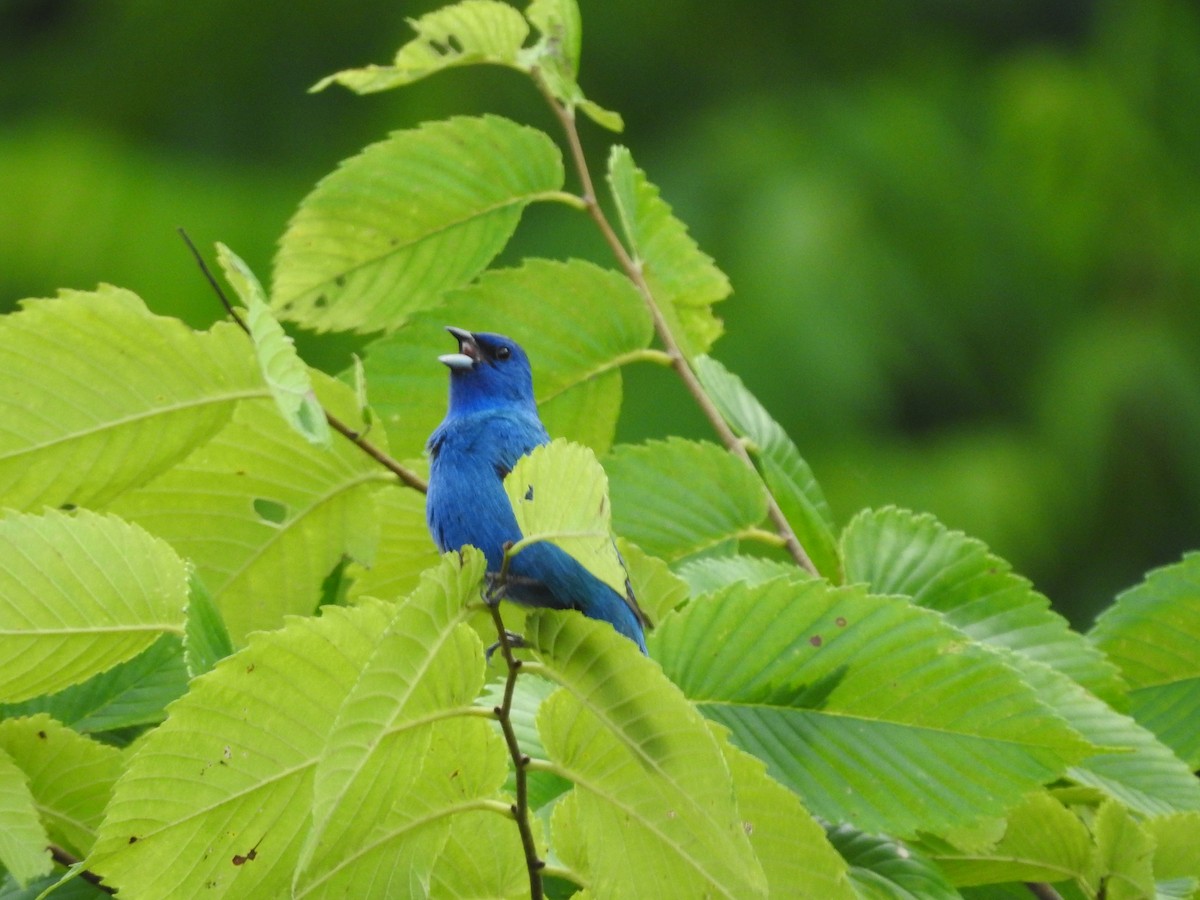 Indigo Bunting - ML620857646