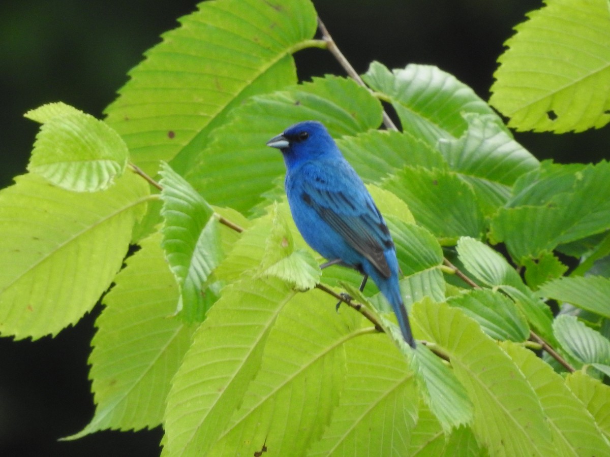 Indigo Bunting - ML620857647