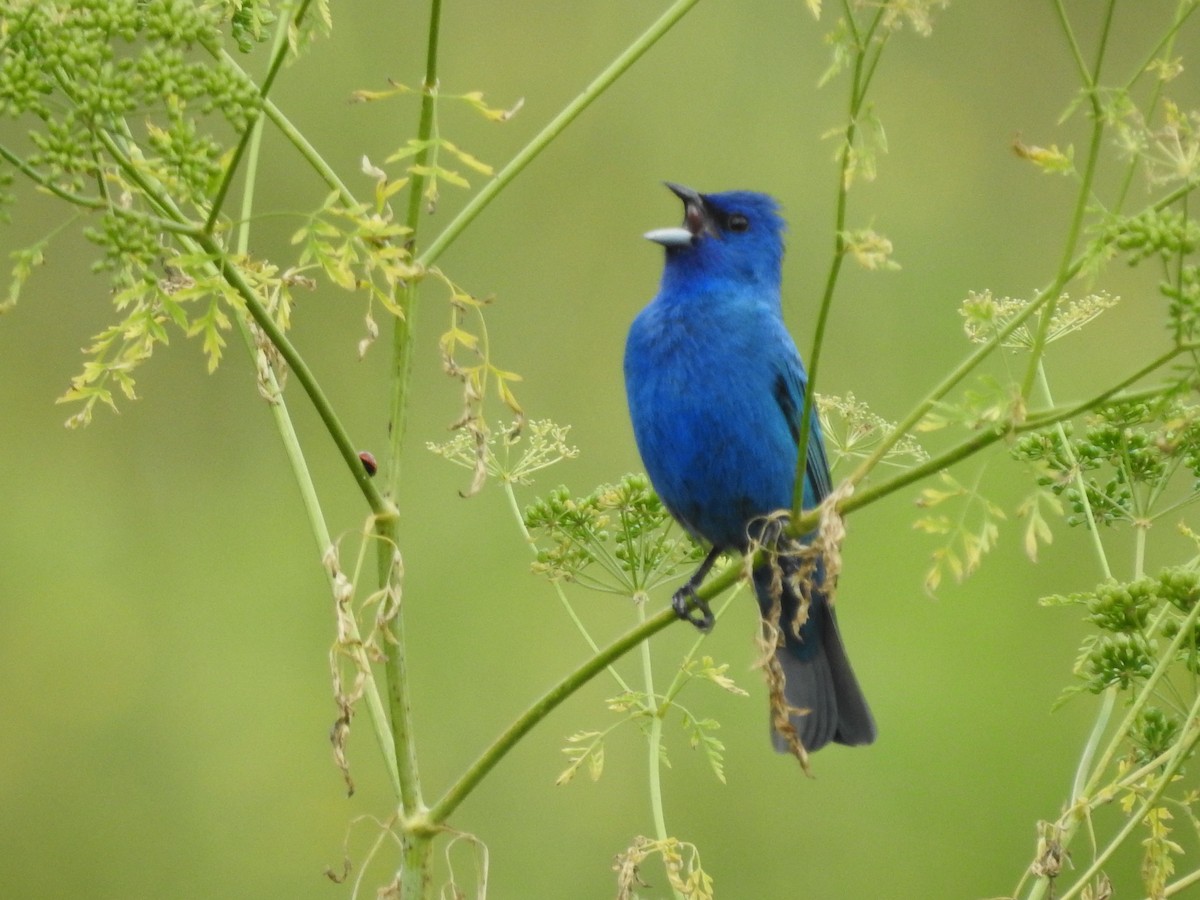 Indigo Bunting - ML620857648