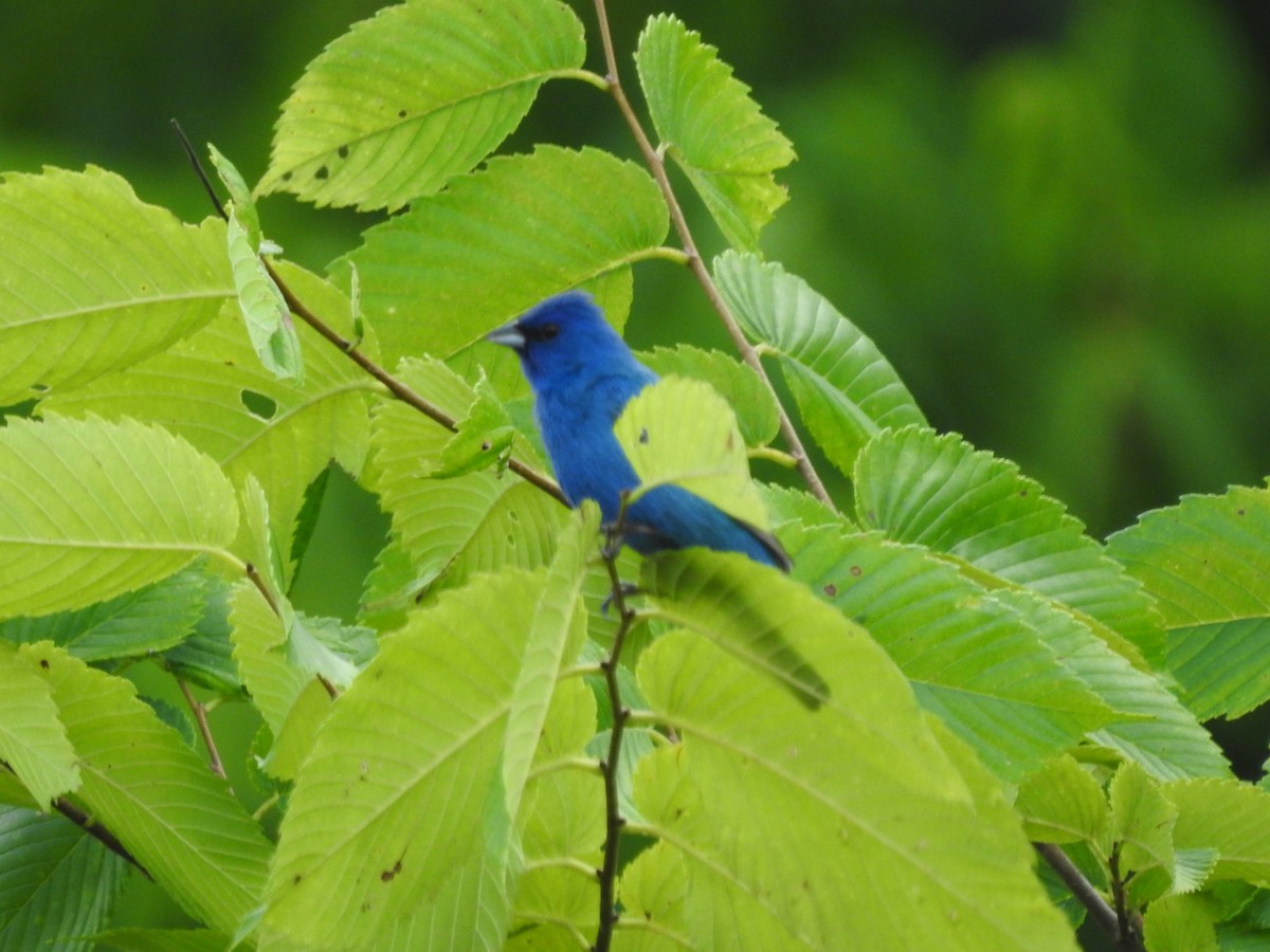 Indigo Bunting - ML620857649