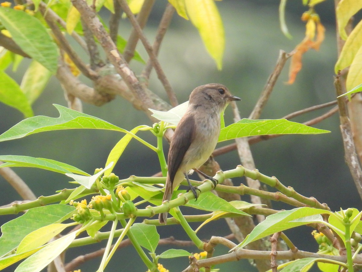 African Dusky Flycatcher - ML620857653