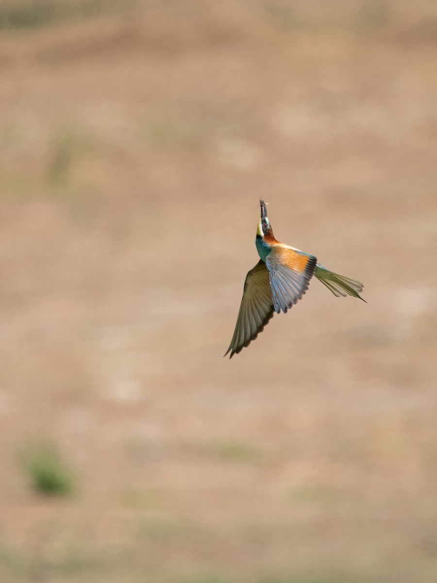 European Bee-eater - ML620857656