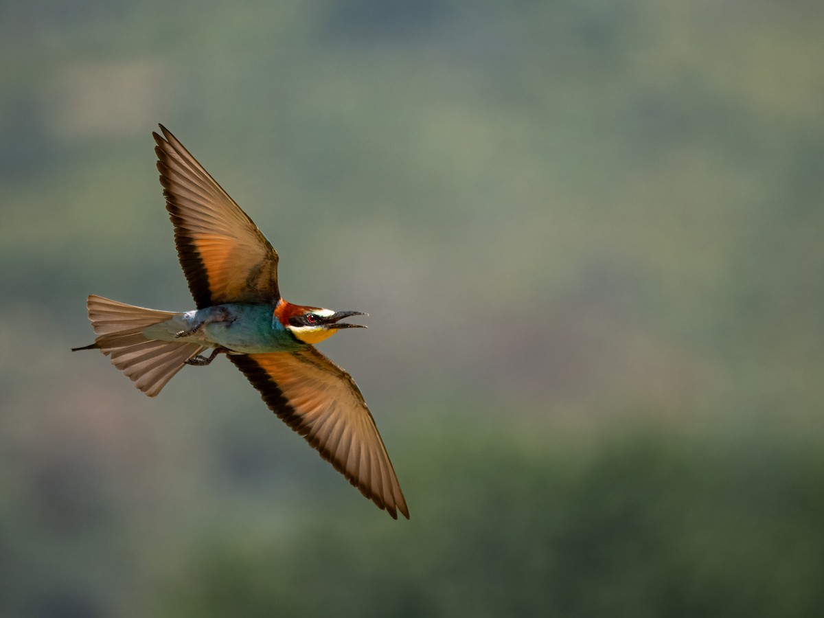 European Bee-eater - ML620857657