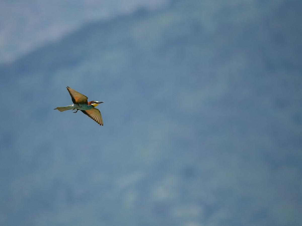 European Bee-eater - ML620857658