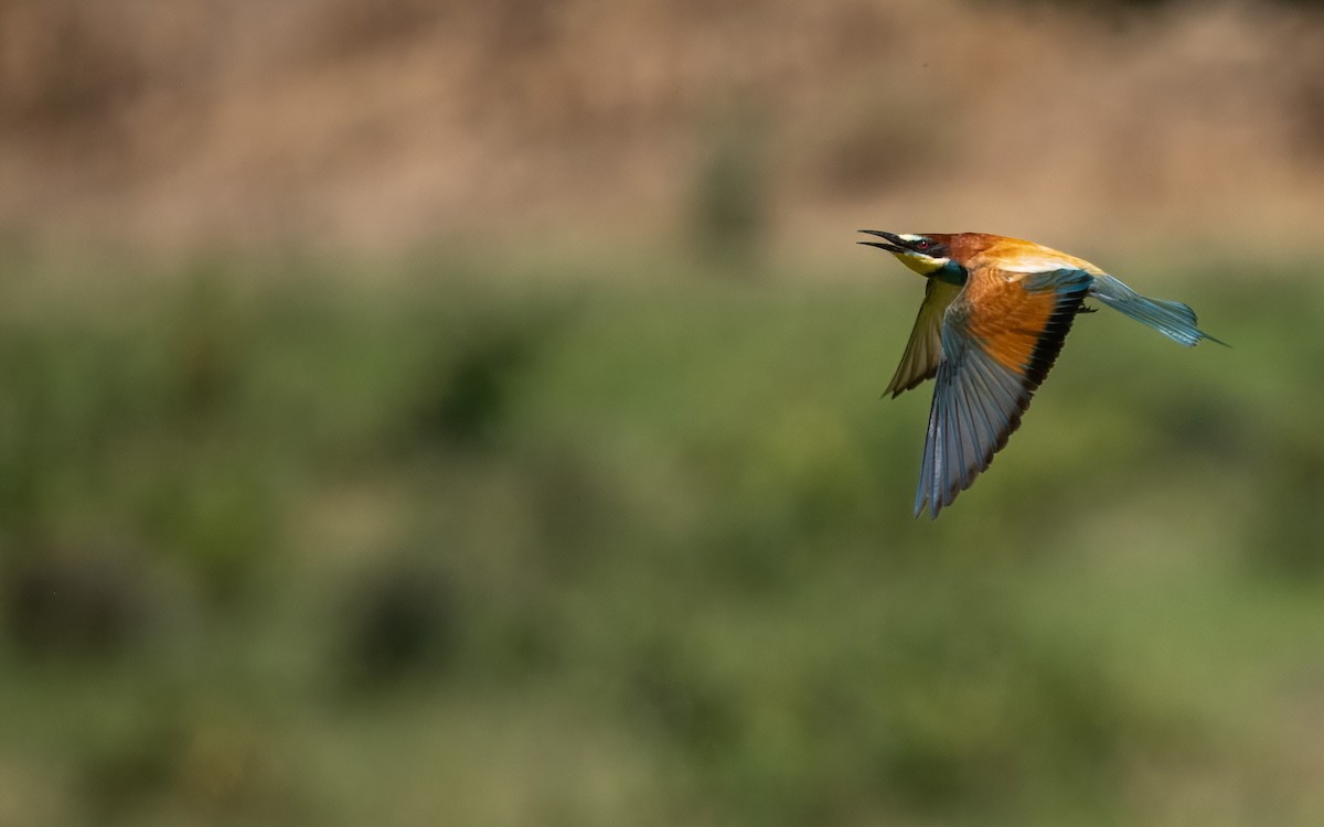 European Bee-eater - ML620857660