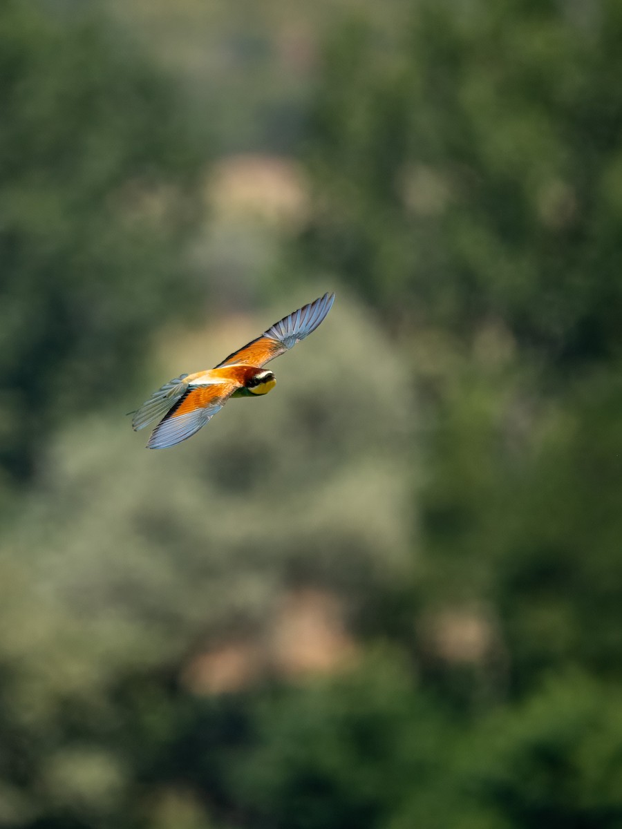 European Bee-eater - ML620857661