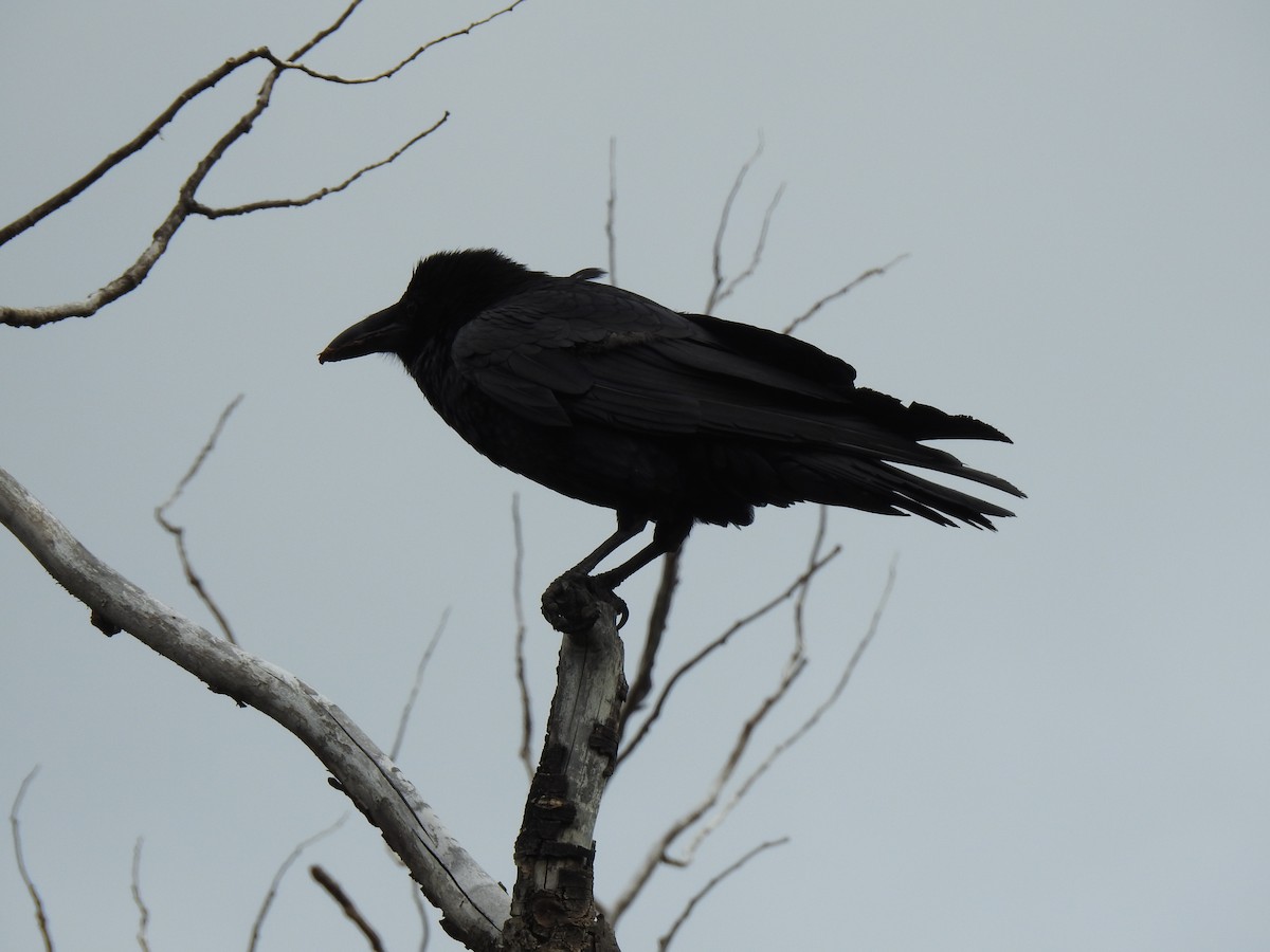 Common Raven - ML620857673