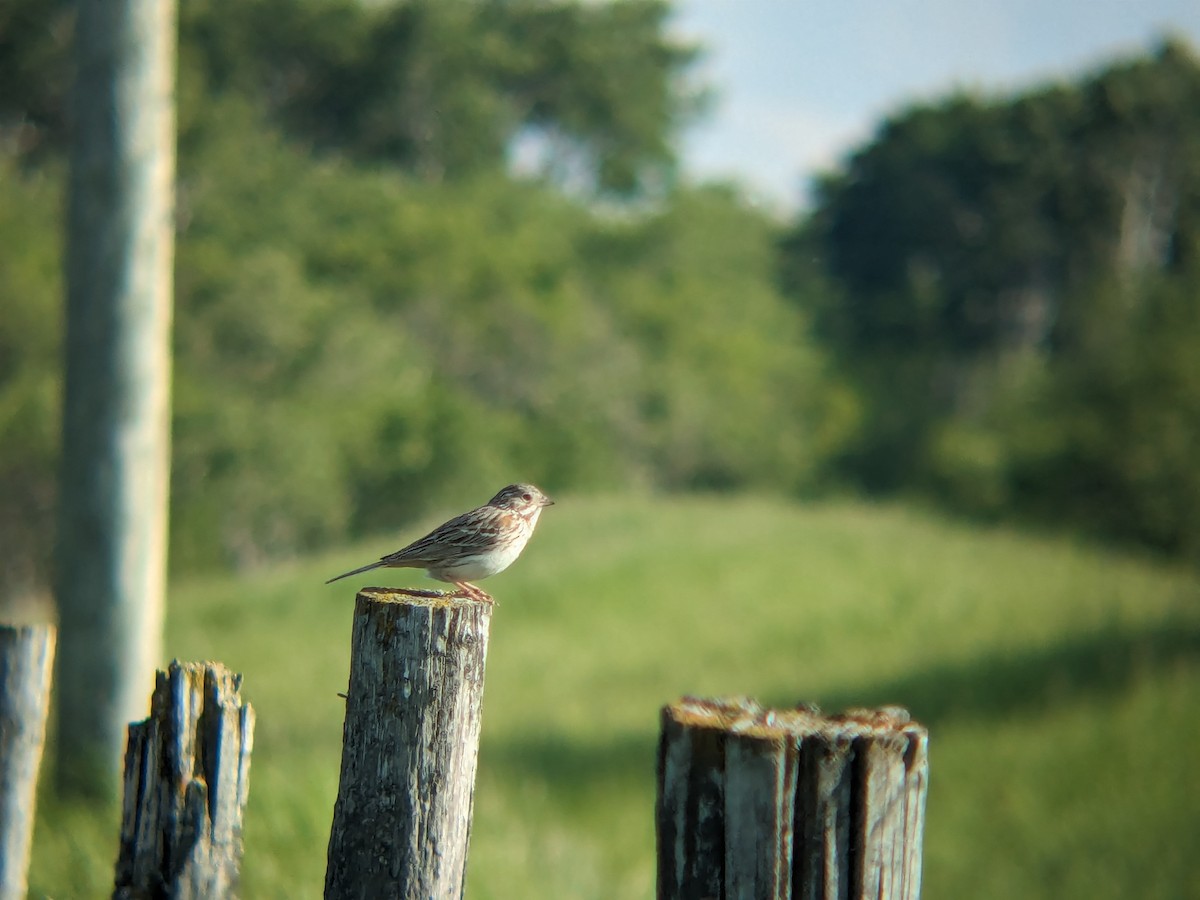 Vesper Sparrow - Adrielle Parlee