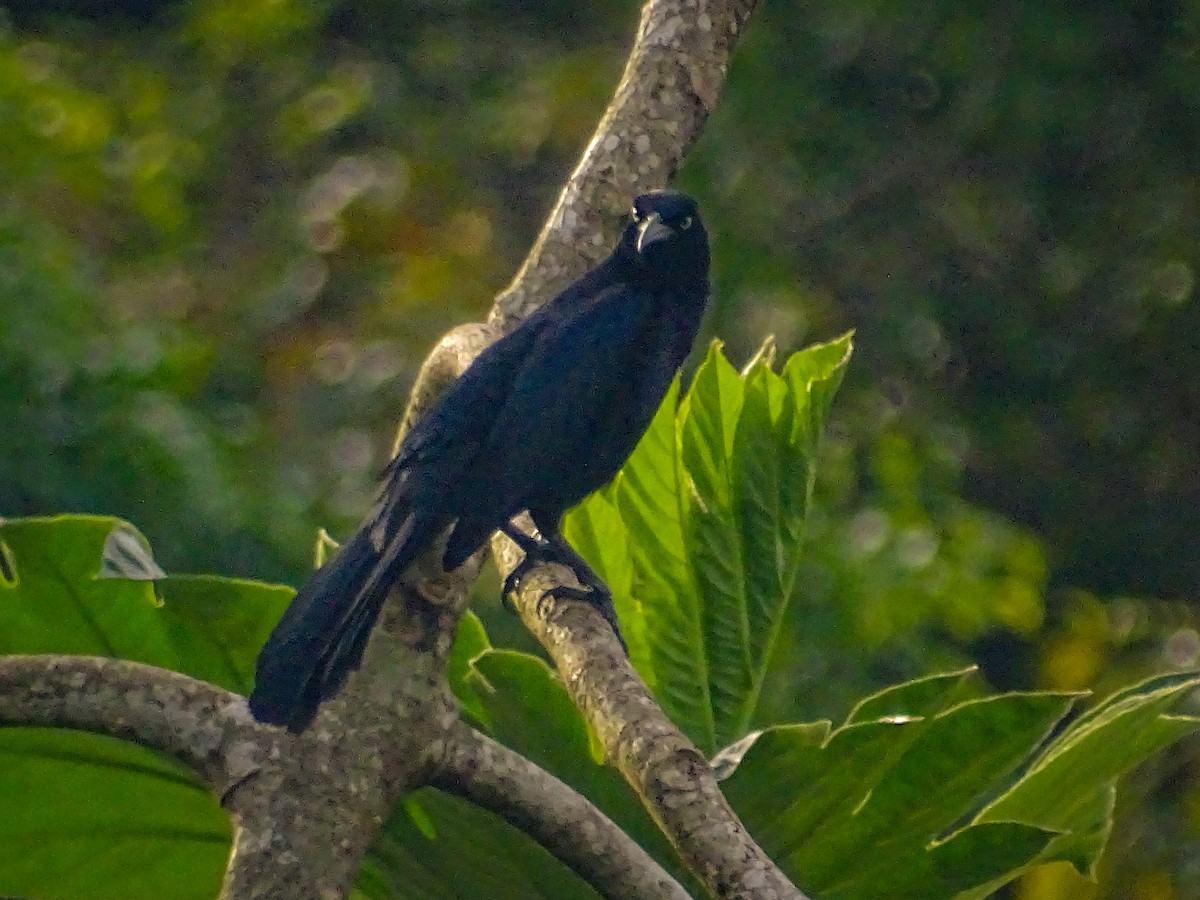 Great-tailed Grackle - ML620857678