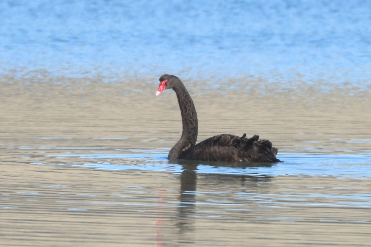 Black Swan - William Hull