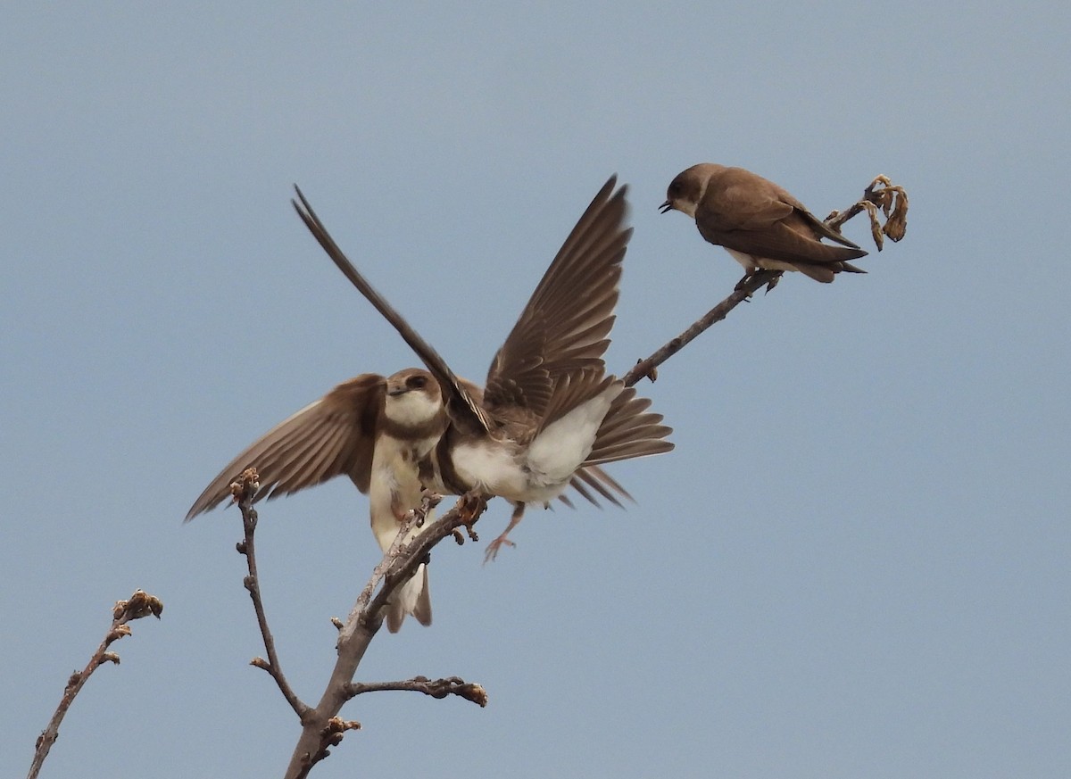 Bank Swallow - ML620857686