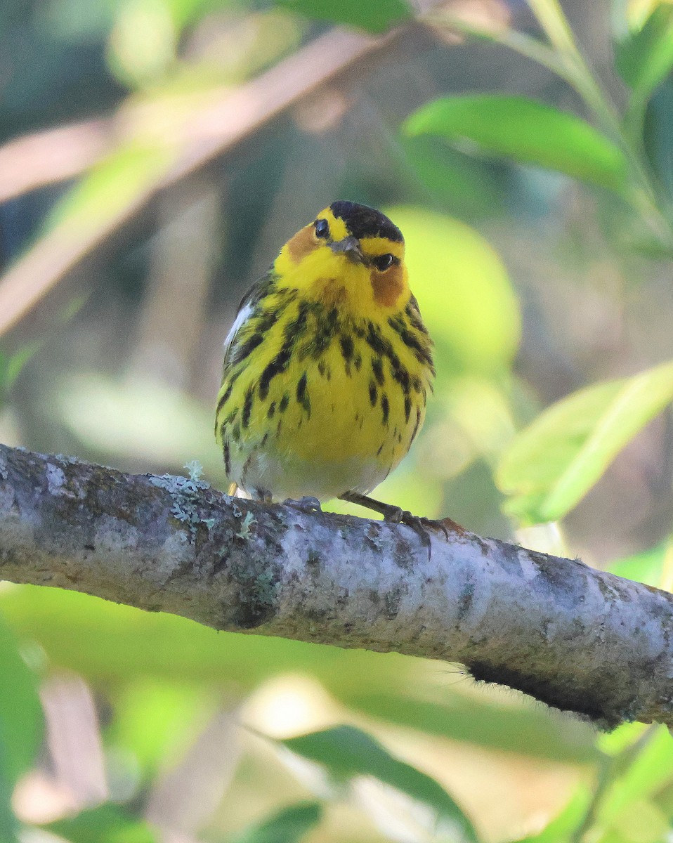 Cape May Warbler - ML620857691