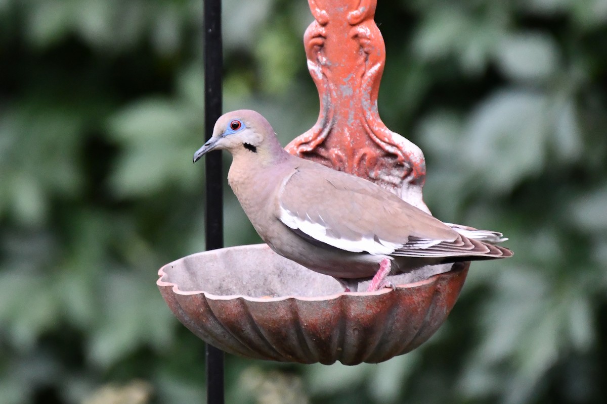 White-winged Dove - ML620857700