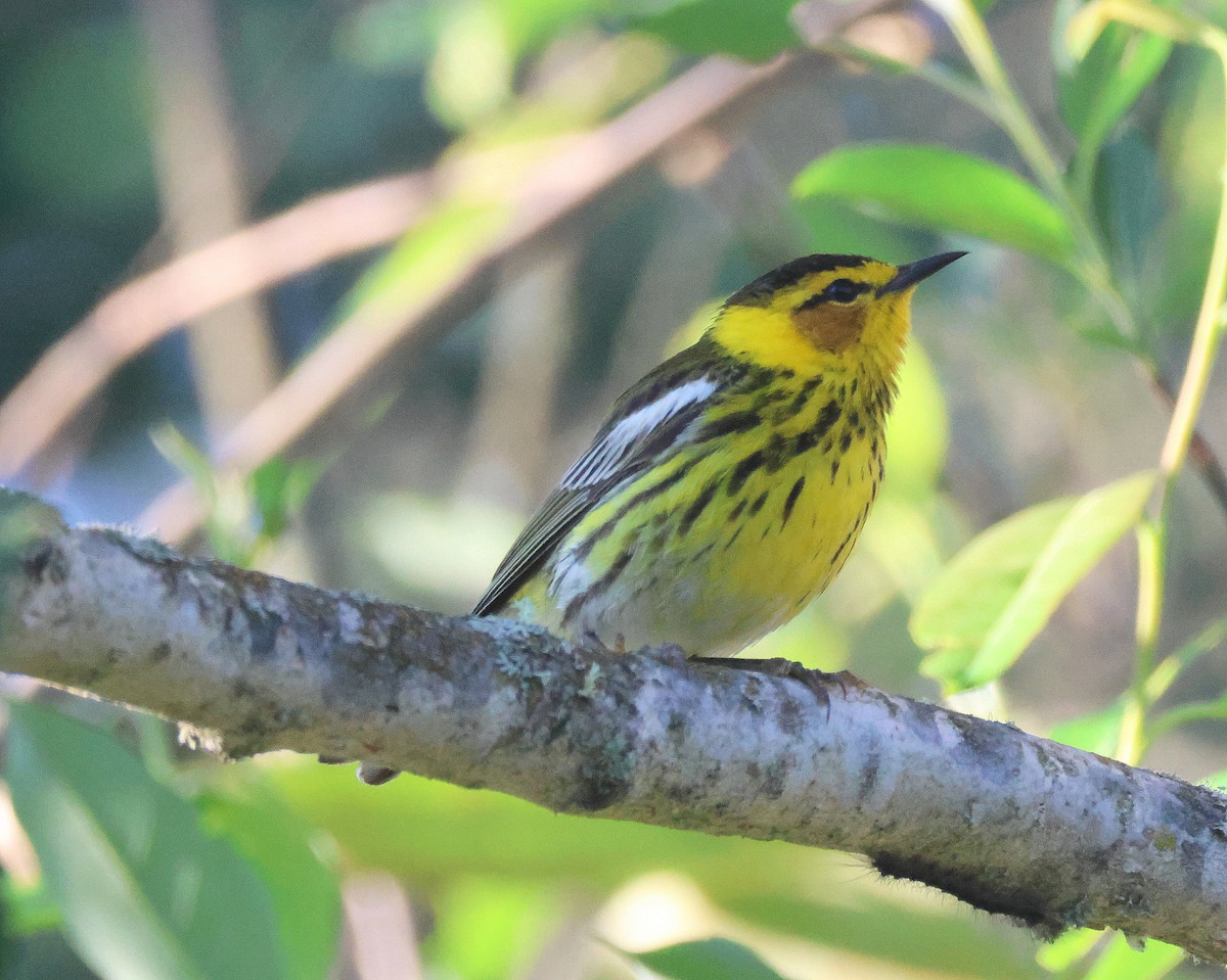 Cape May Warbler - ML620857704