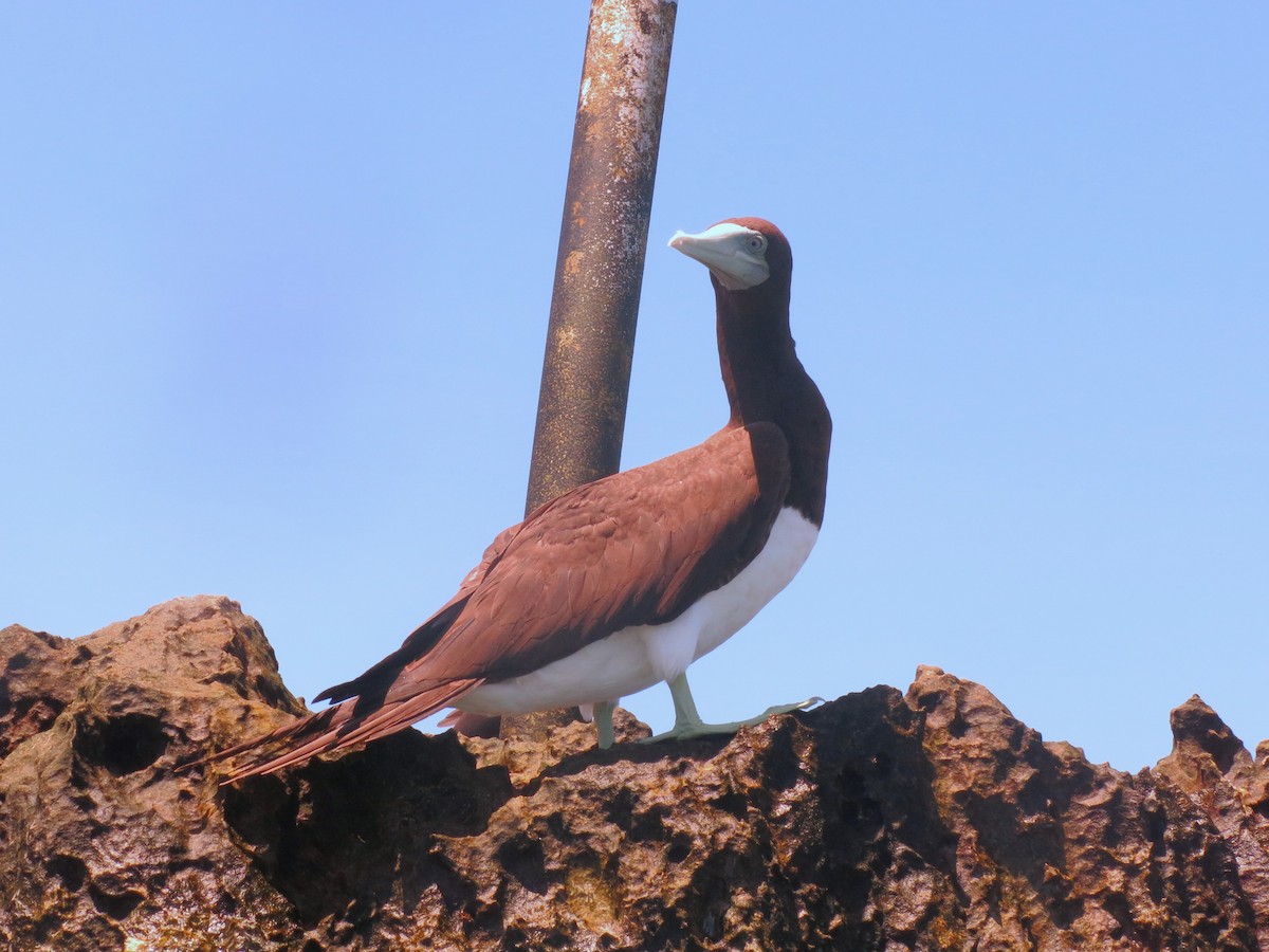 Brown Booby - ML620857725