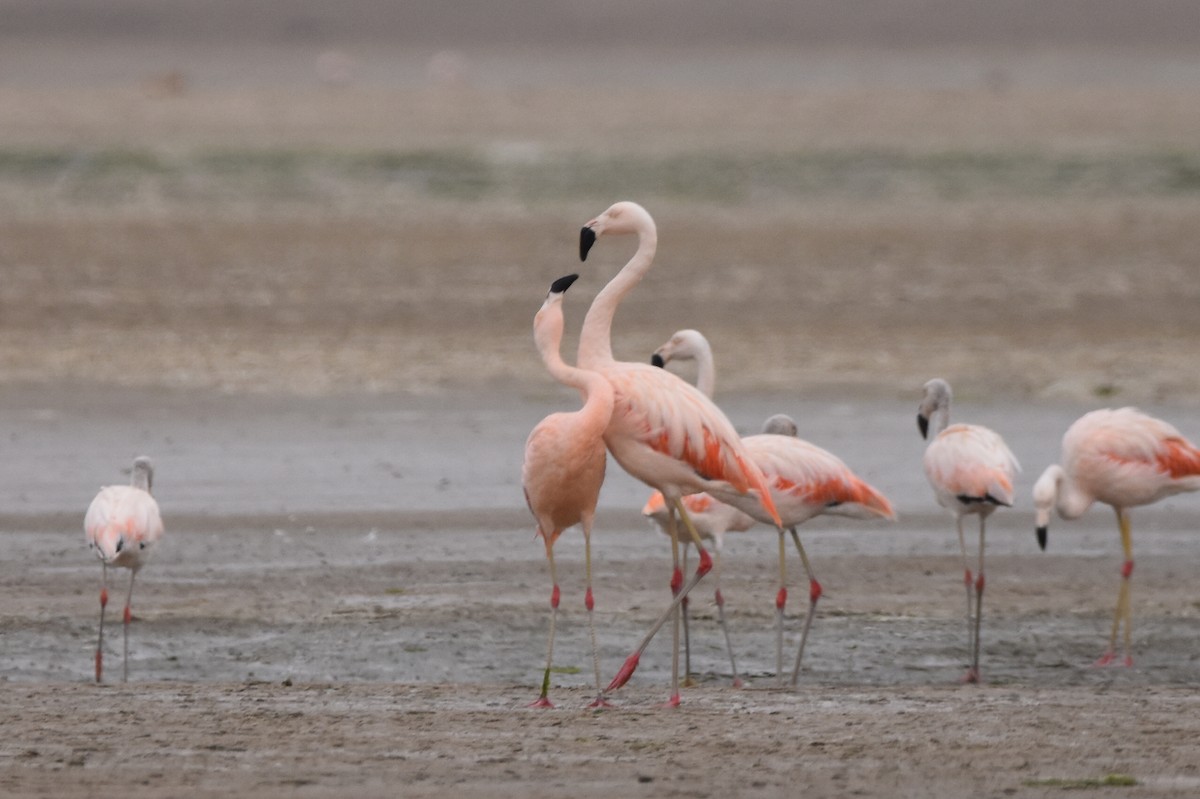 Chilean Flamingo - ML620857752