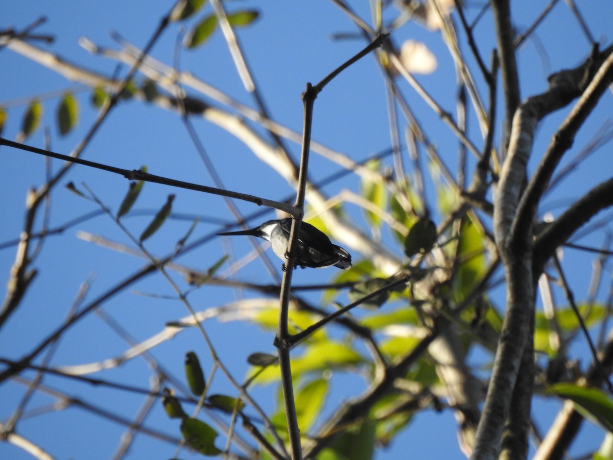 White-throated Hummingbird - ML620857755