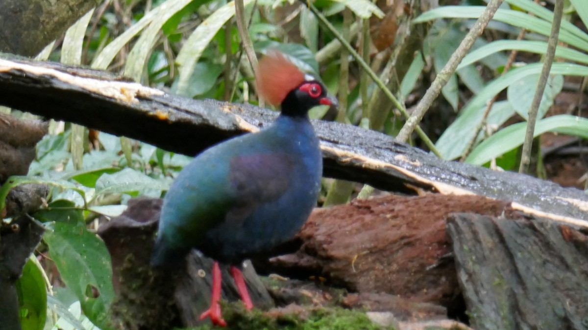 Crested Partridge - ML620857781