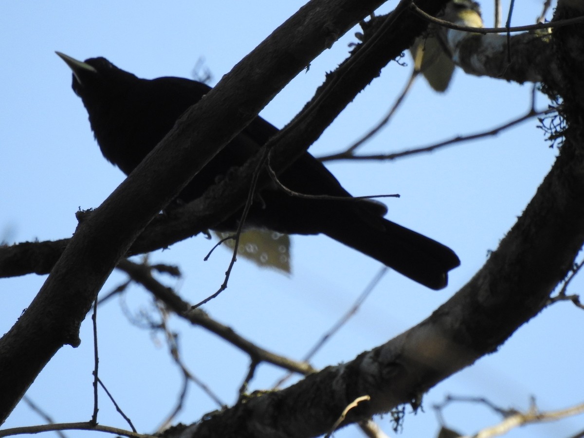 Red-rumped Cacique - ML620857784