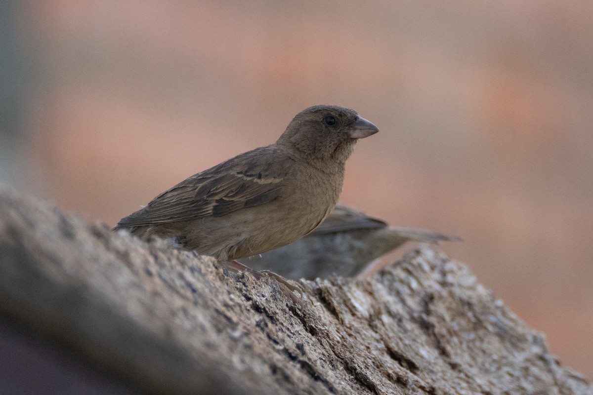 House Sparrow - ML620857787