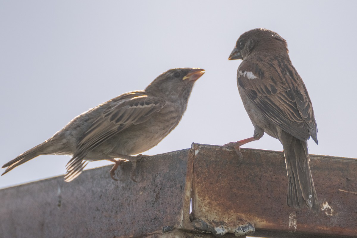 House Sparrow - ML620857788